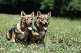 VASGOTASPETS 036